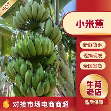 广东湛江徐闻粉蕉、小米蕉一手货源，蕉地可以视频看货