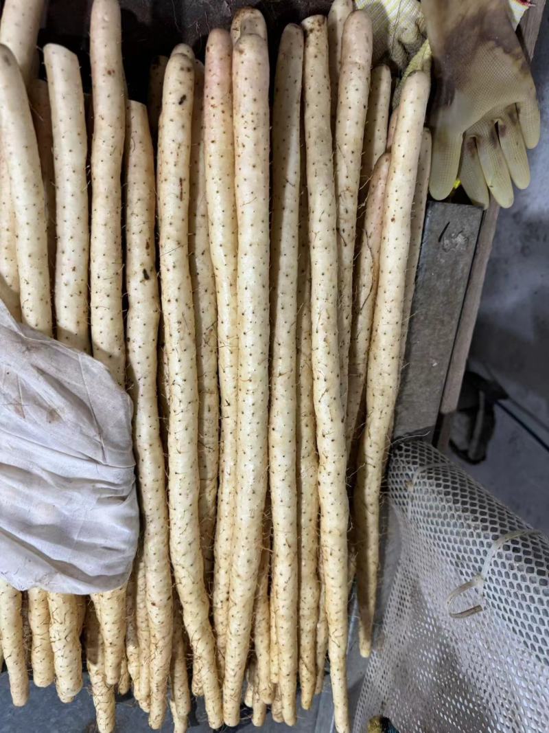 精品小白嘴山药产地直发一手货源量大从优欢迎咨询