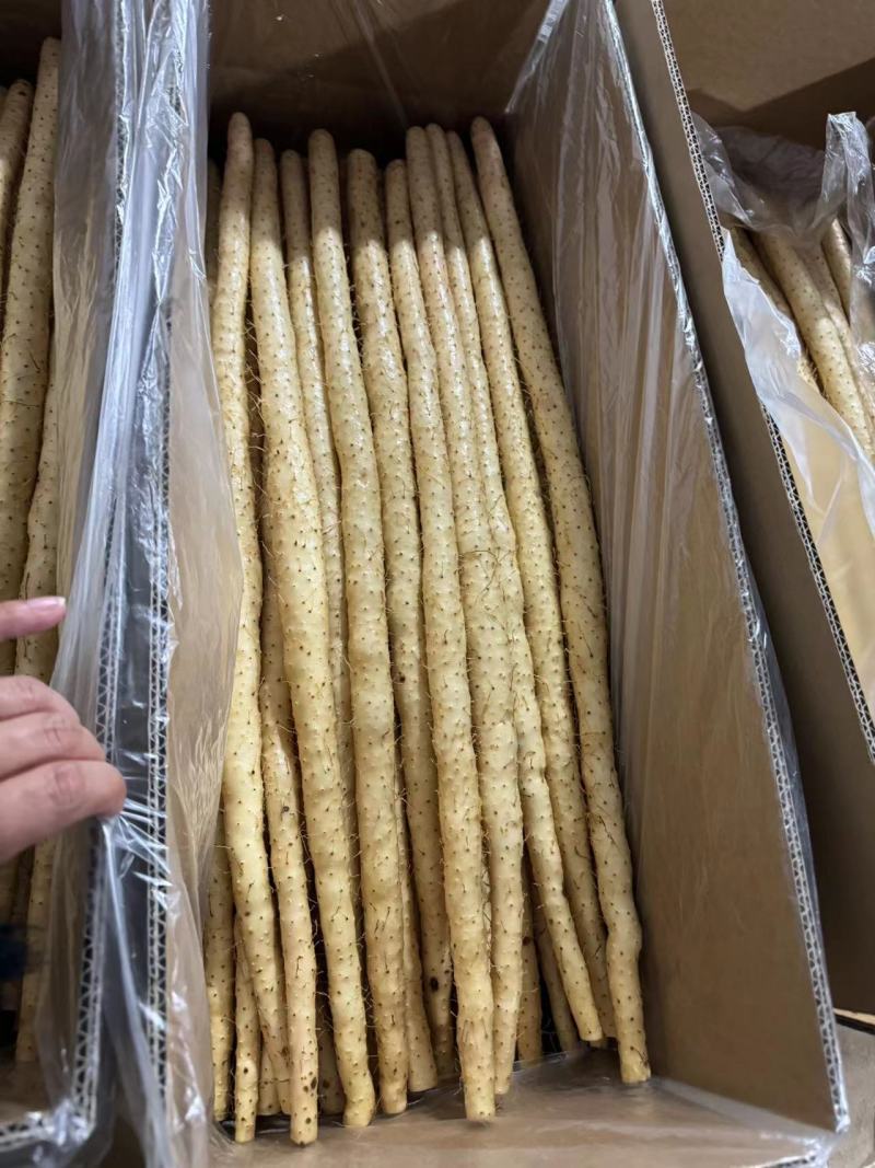 精品小白嘴山药产地直发一手货源量大从优欢迎咨询