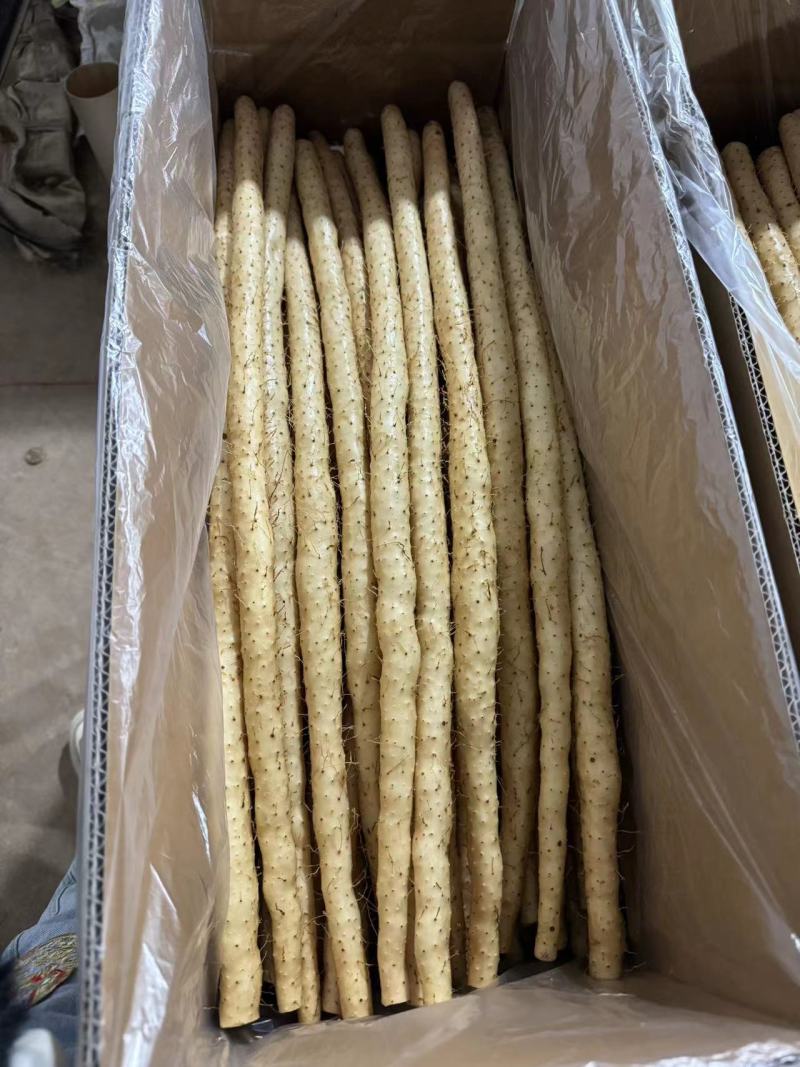 精品小白嘴山药产地直发一手货源量大从优欢迎咨询