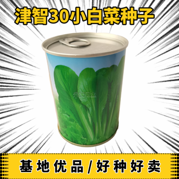 全绿夏季用鸡毛菜种子籽全绿杂交青梗耐热耐湿速鸡毛菜种子