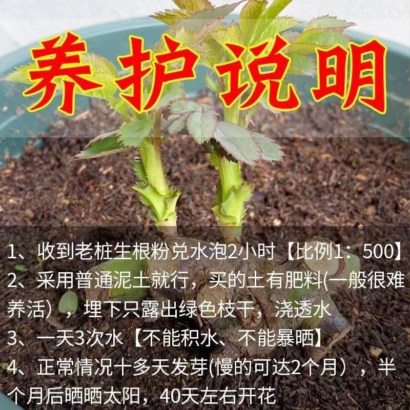 精品玫瑰老桩苗品质保障产地直发专业种植基地可看