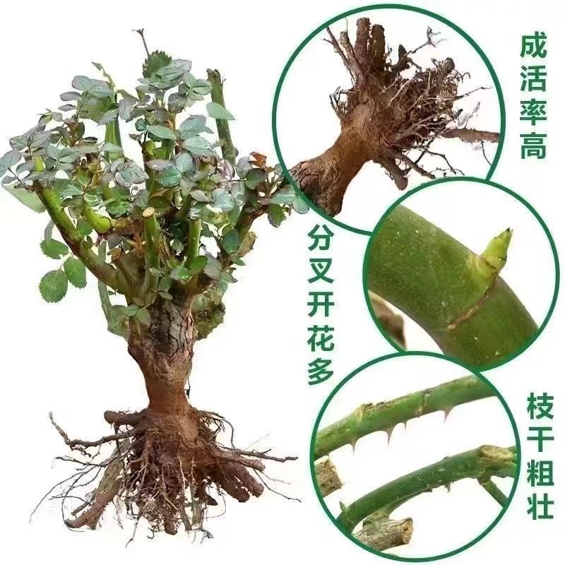 精品玫瑰老桩苗品质保障产地直发专业种植基地可看