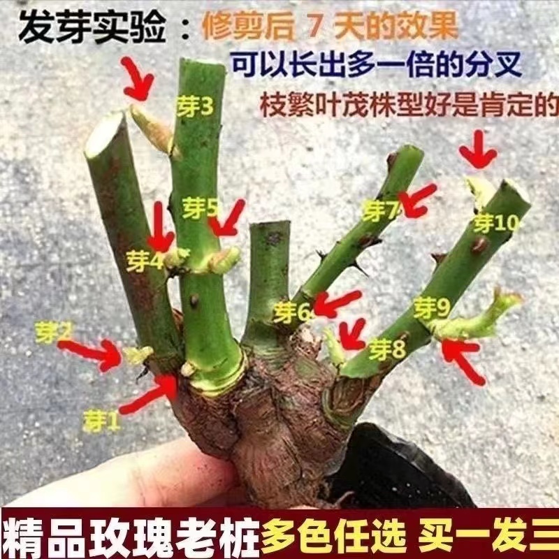 精品玫瑰老桩苗品质保障产地直发专业种植基地可看