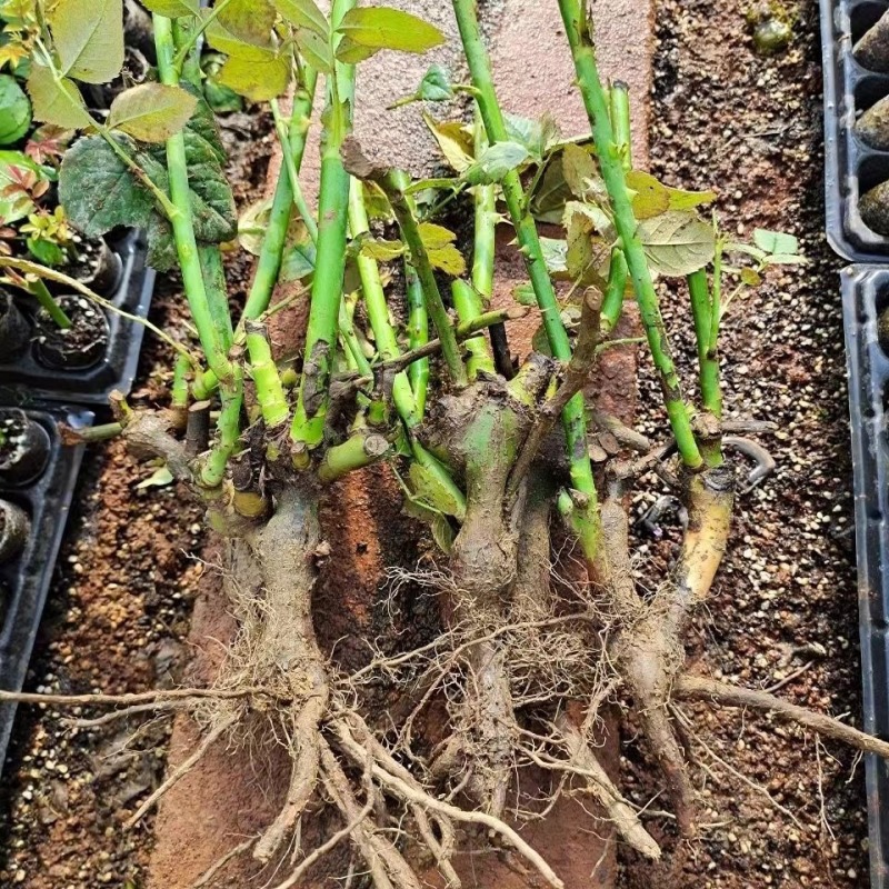精品玫瑰老桩苗品质保障产地直发专业种植基地可看