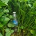 【品种齐全】脱毒原种商薯19红薯苗技术指导易成活基地直发