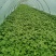 【品种齐全】脱毒原种商薯19红薯苗技术指导易成活基地直发