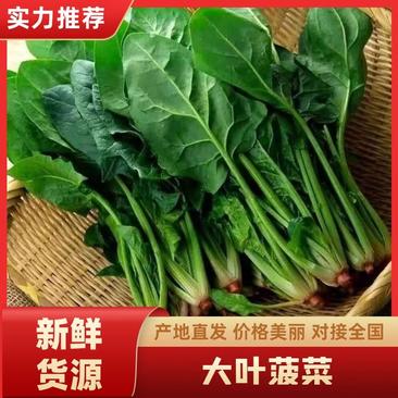 邯郸永年大叶菠菜质量保证现采现发货源充足电联