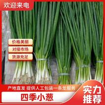 邯郸四季小葱，优质小葱，大量上市品质保证，欢迎来电