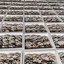 内蒙古鲜平菇黑平菇大量供应，基地直发量大从优