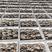 精品平菇大量上市，内蒙古鲜平菇黑平菇大量有货