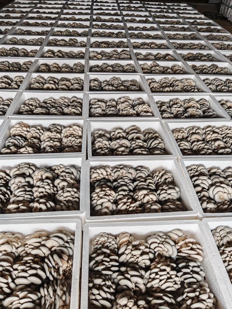 精品平菇大量上市，内蒙古鲜平菇黑平菇大量有货