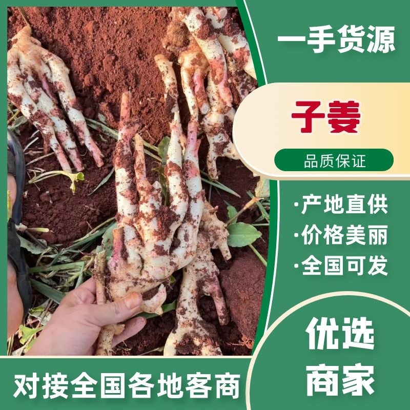 【现挖现发】广东子姜嫩姜可水洗可以带泥欢迎咨询