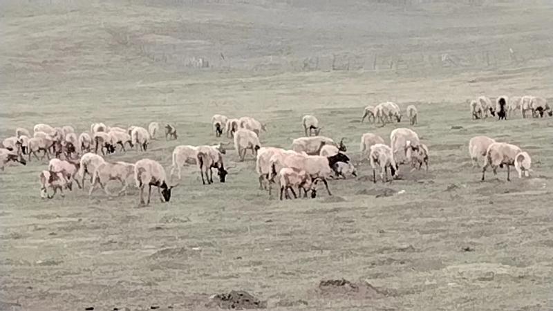 四川散养大尾寒羊，活羊绵羊草原羊，肉质好，价格低，欢迎选购