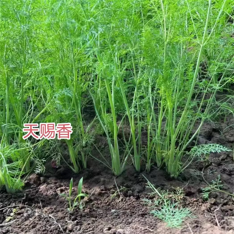 割茬茴香种子小茴香种子天赐香扁杆茴香种子四季耐热38℃