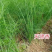 割茬茴香种子小茴香种子天赐香扁杆茴香种子四季耐热38℃