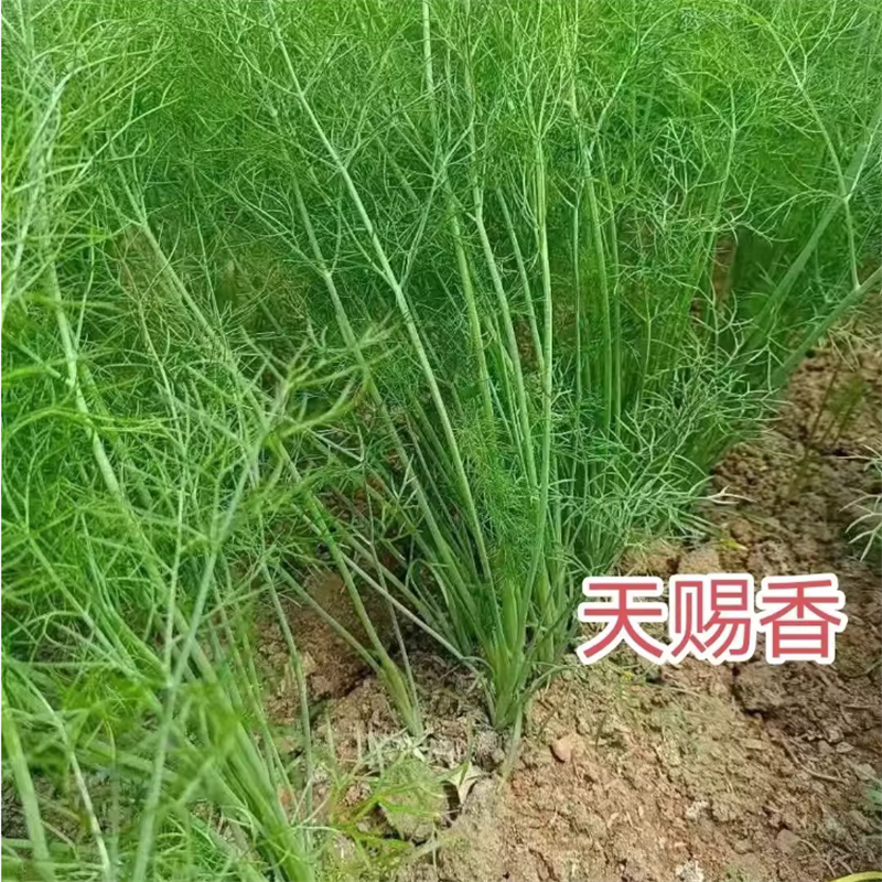 割茬茴香种子小茴香种子天赐香扁杆茴香种子四季耐热38℃