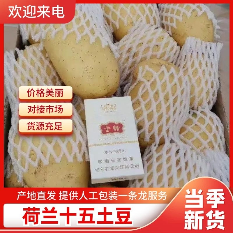 精品土豆荷兰十五大量有货质量保证价优