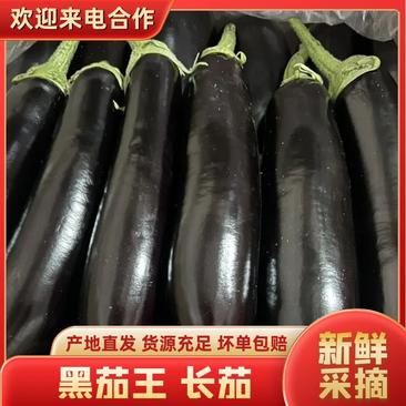【精品】绥中蔬菜基地765长茄烧烤茄子货量足价优
