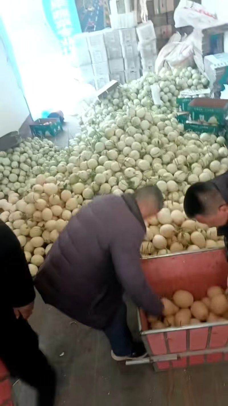 山东玉姑甜瓜冰淇淋玉菇中国香瓜燕店镇欢迎电联价优