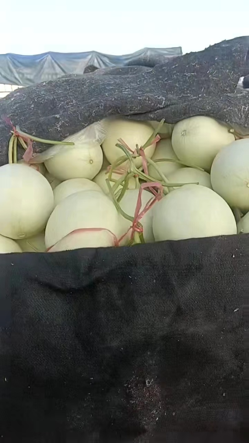 山东玉姑甜瓜冰淇淋玉菇中国香瓜燕店镇欢迎电联价优