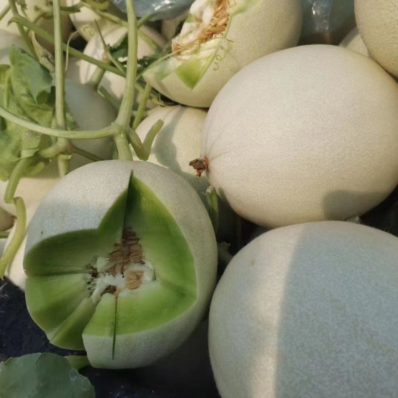 山东玉姑甜瓜冰淇淋玉菇中国香瓜燕店镇欢迎电联价优