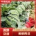 【美都西瓜】江苏盐城东台产地直发质量上乘对接商超