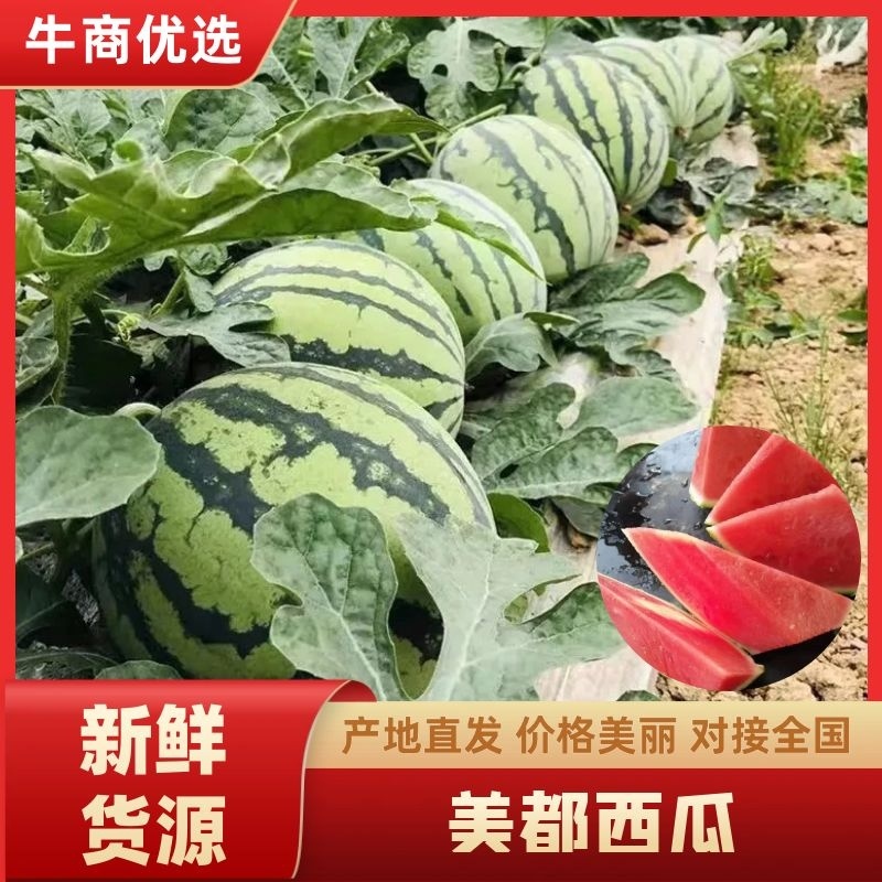 【美都西瓜】江苏盐城东台产地直发质量上乘对接商超
