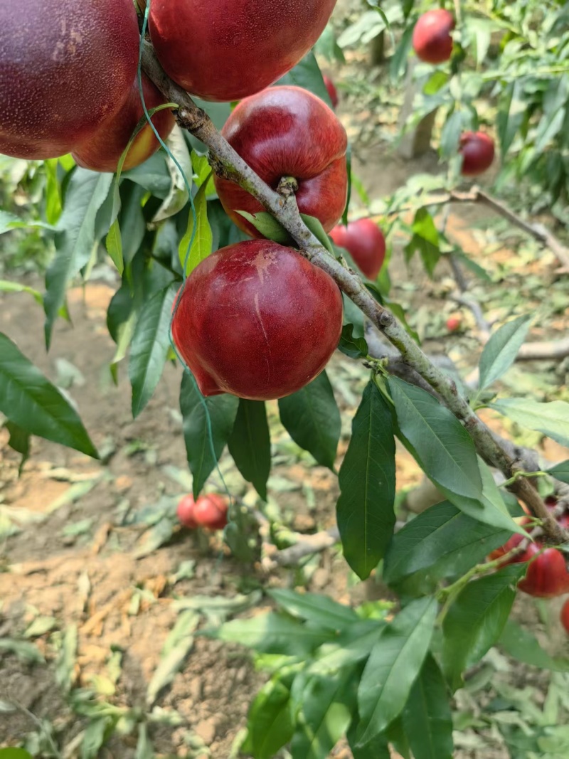 中油4号中油油桃大量有货一手货源充足量大从优欢迎电联