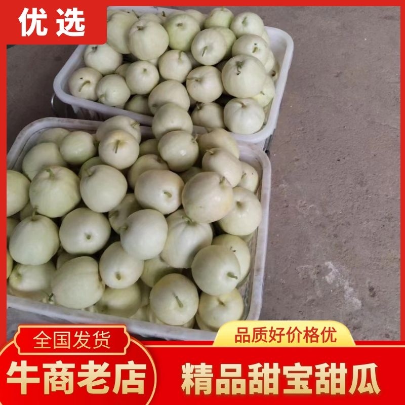 武汉江夏区美浓甜瓜小白瓜大量上市中，欢迎老板选购！
