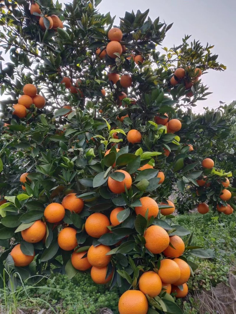 【伦晚脐橙】湖北脐橙大量有货价格优惠欢迎咨询