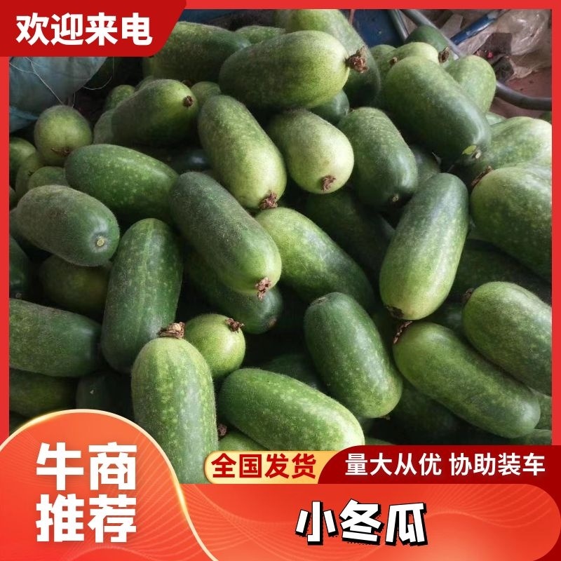 山东优质小冬瓜，规格齐全产地一手货源，欢迎选购