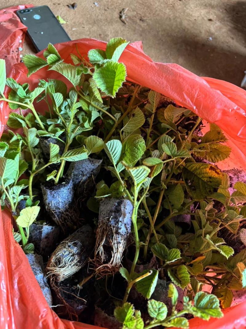 【推荐】云南优质黄泡苗黑泡苗专业种植产地直发可视频看