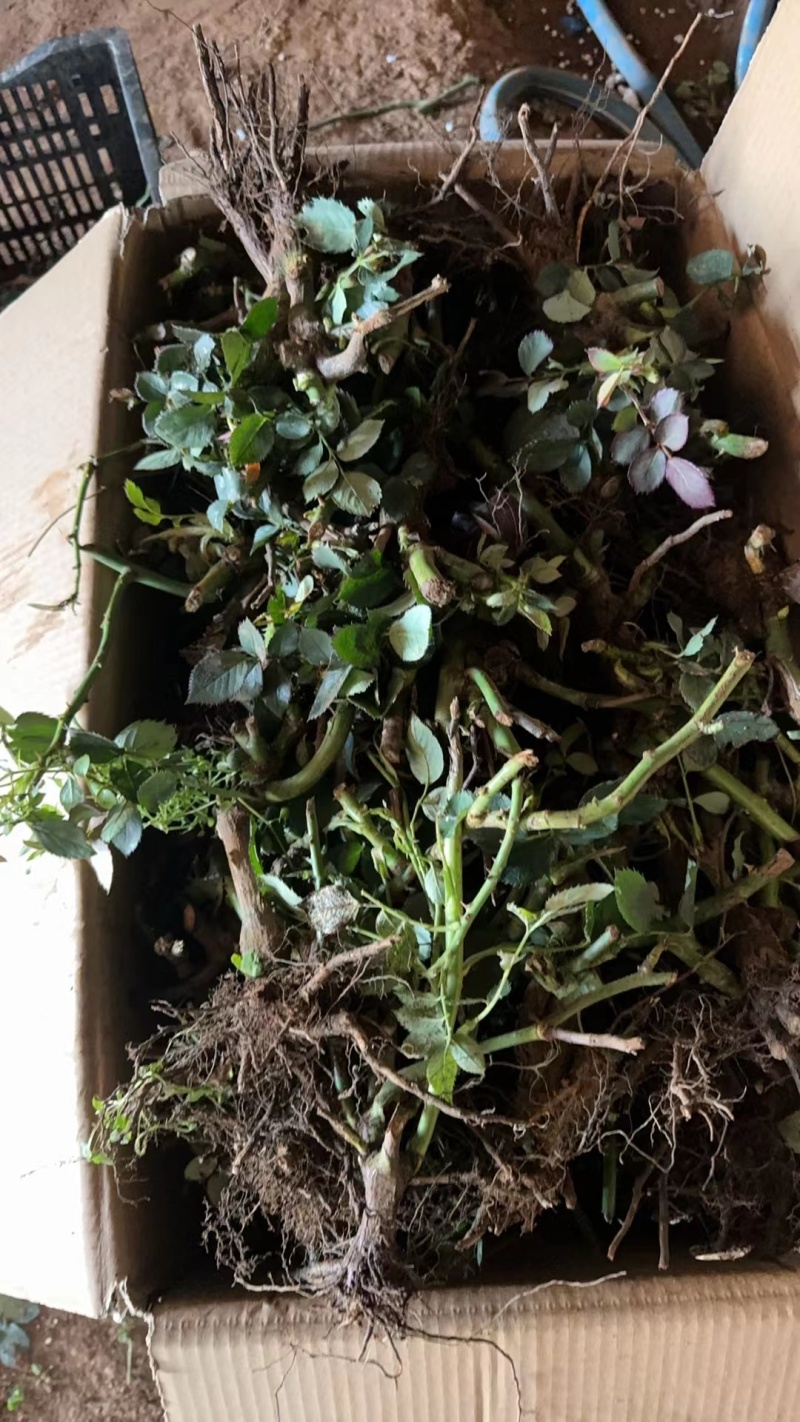 【推荐】云南优质黄泡苗黑泡苗专业种植产地直发可视频看