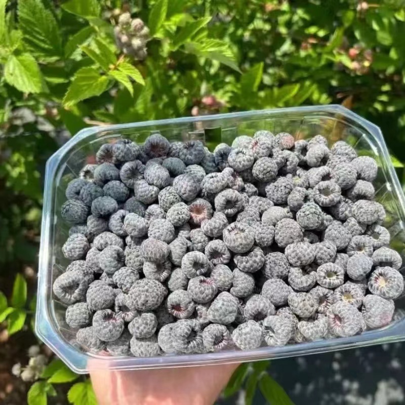 【推荐】云南优质黄泡苗黑泡苗专业种植产地直发可视频看