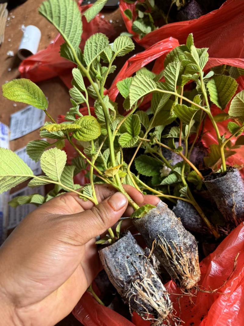 【推荐】云南优质黄泡苗黑泡苗专业种植产地直发可视频看