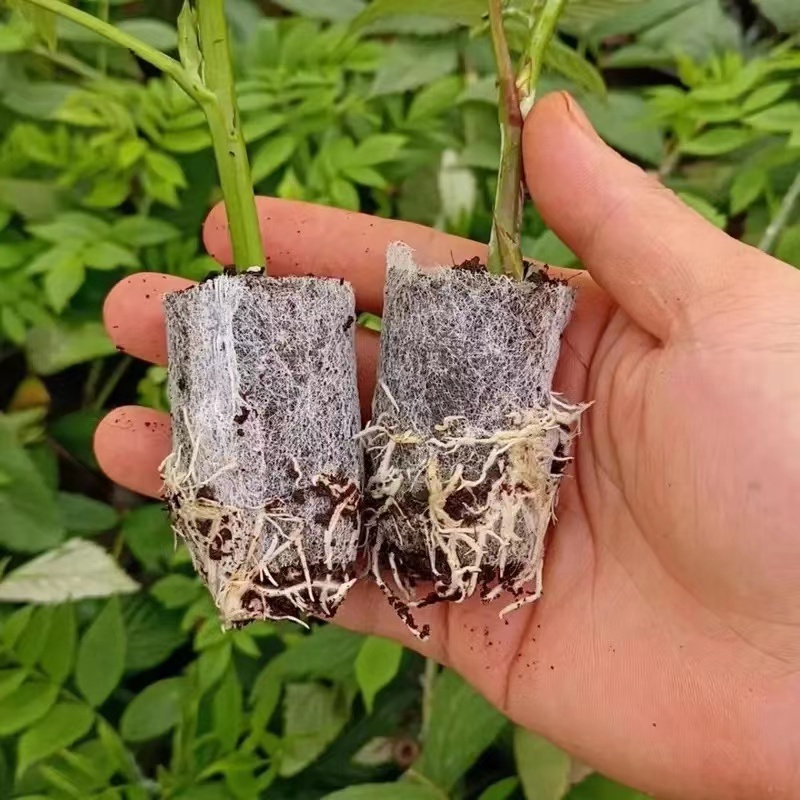 【推荐】云南优质黄泡苗黑泡苗专业种植产地直发可视频看