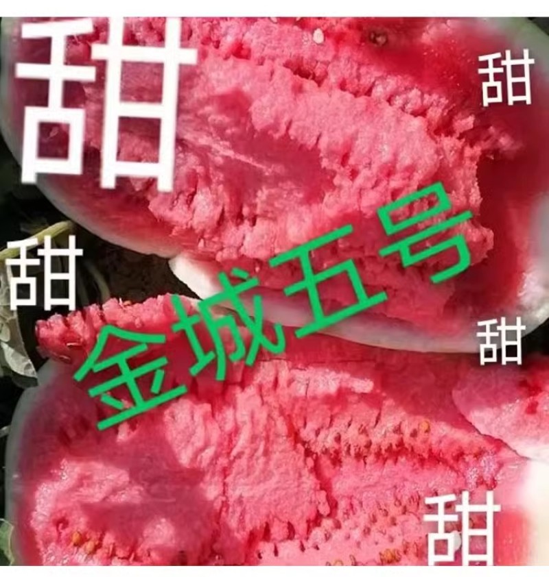 金城五号西瓜种子硒砂瓜种子中晚熟抗病瓜个大易坐果基地用