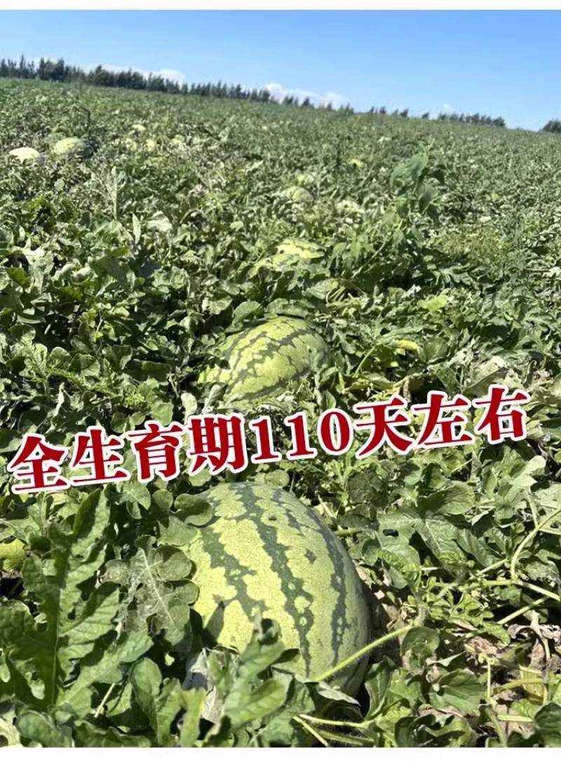 金城五号西瓜种子硒砂瓜种子中晚熟抗病瓜个大易坐果基地用