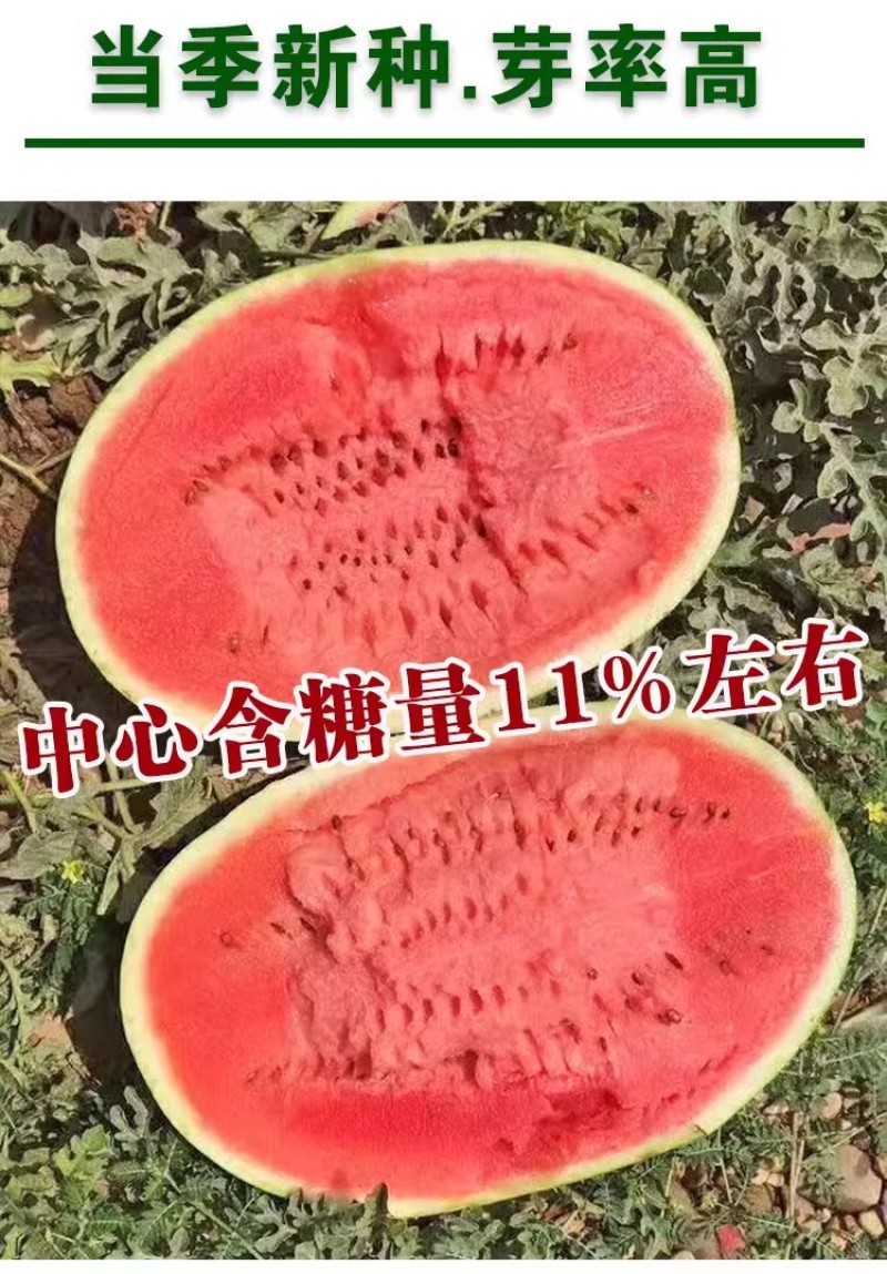 金城五号西瓜种子硒砂瓜种子中晚熟抗病瓜个大易坐果基地用