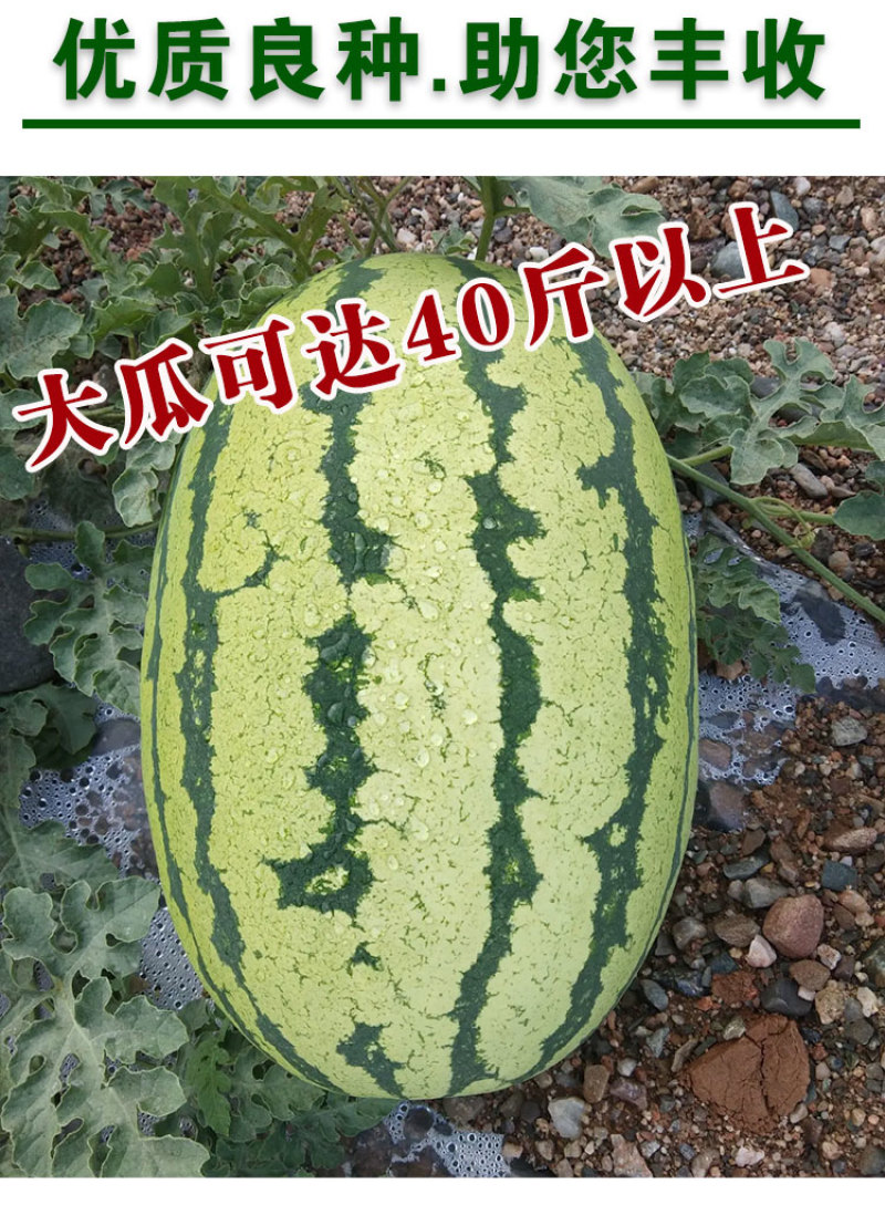 金城五号西瓜种子硒砂瓜种子中晚熟抗病瓜个大易坐果基地用