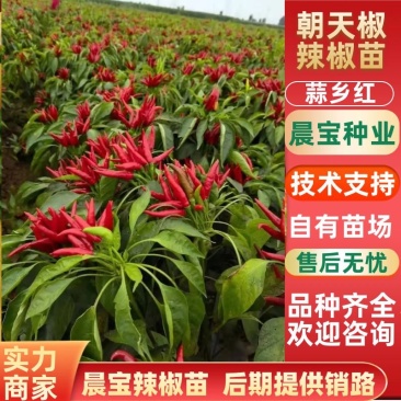 【晨宝种业】蒜乡红辣椒苗签合同包回收提供技术指