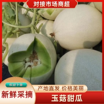 山东玉姑甜瓜冰淇淋玉菇中国香瓜燕店镇欢迎电联价优