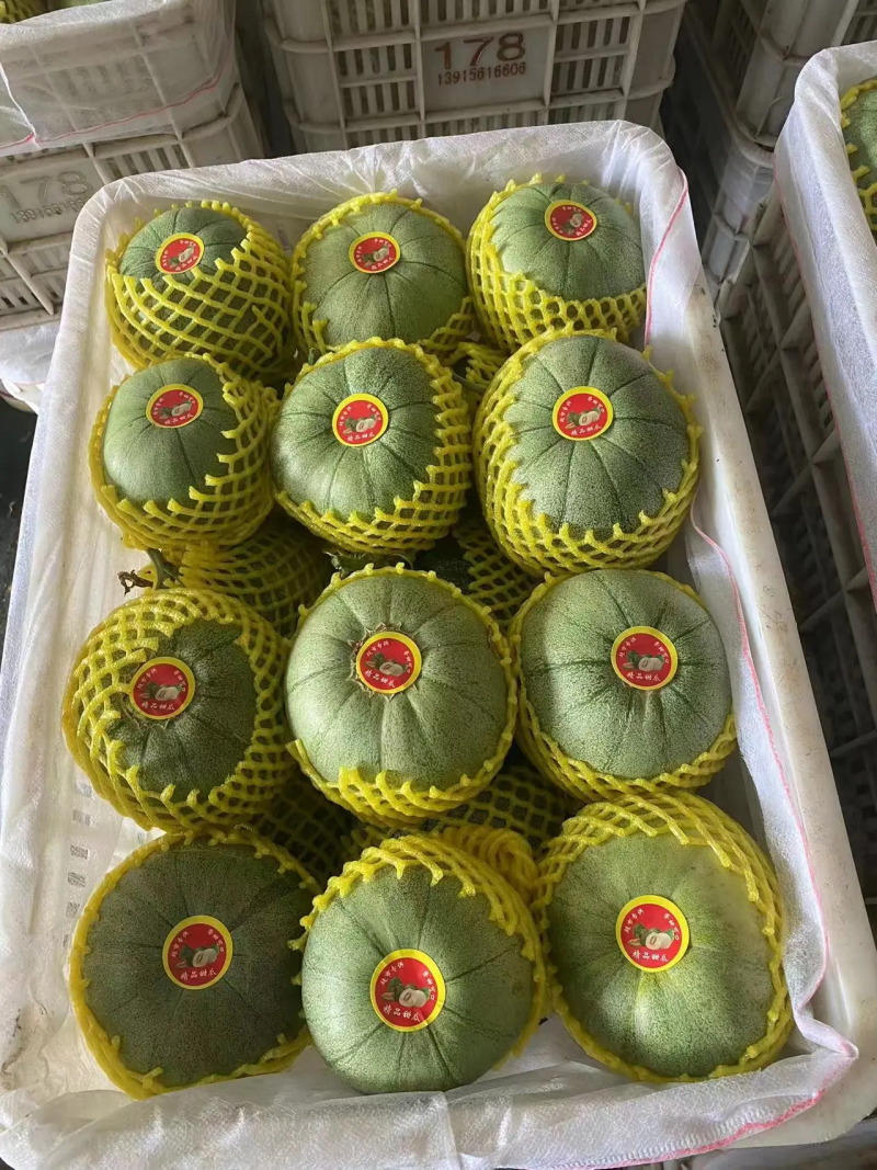 河北精品绿宝甜瓜脆甜多汁价格实惠基地直发一手货源价格美丽