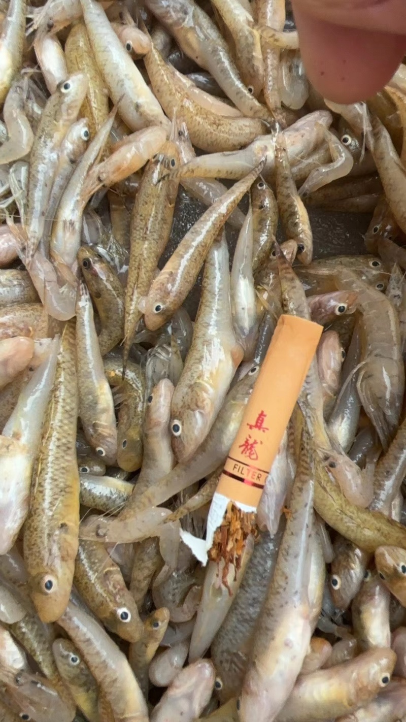 优质淡水小黄鱼黄花鱼，量大质优，价格优惠，欢迎咨询采购