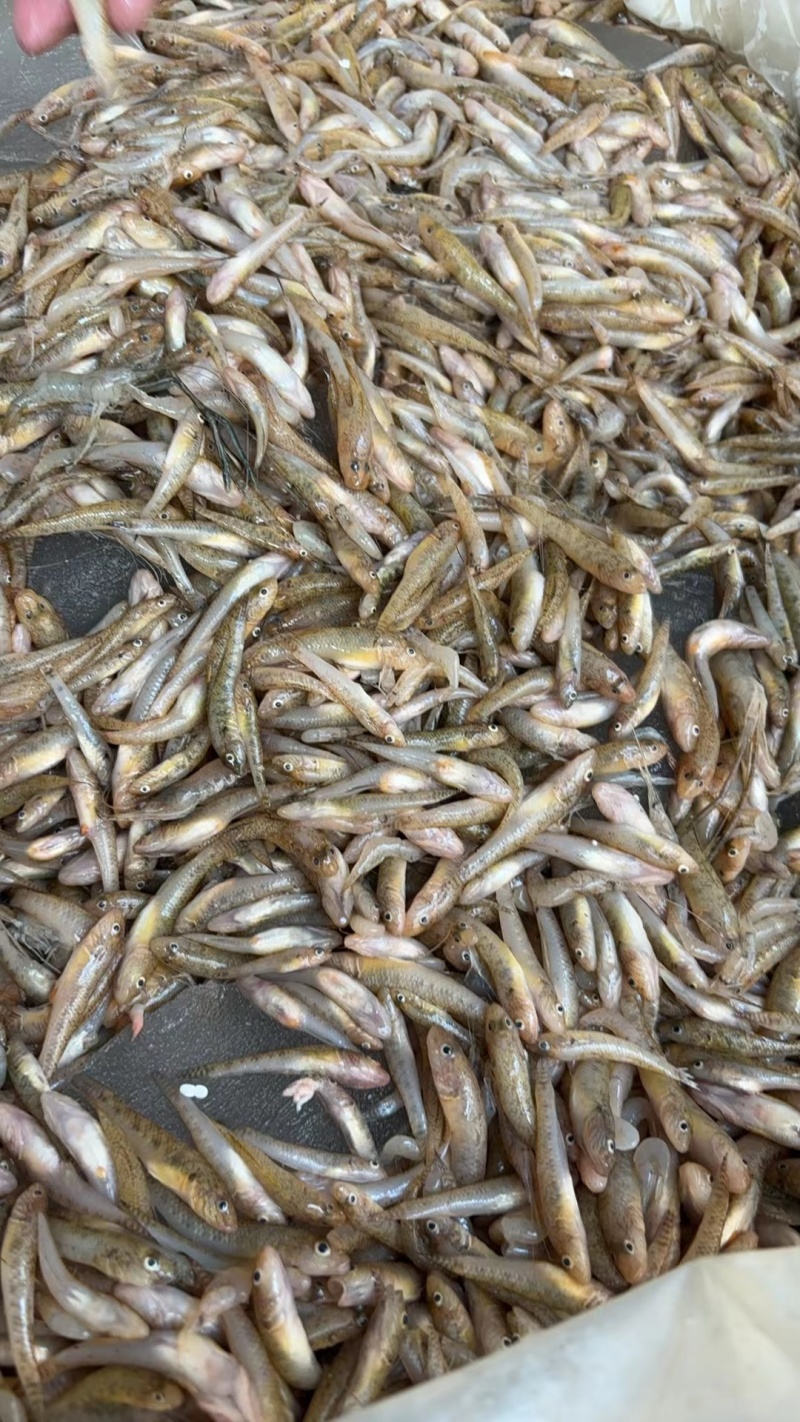 优质淡水小黄鱼黄花鱼，量大质优，价格优惠，欢迎咨询采购