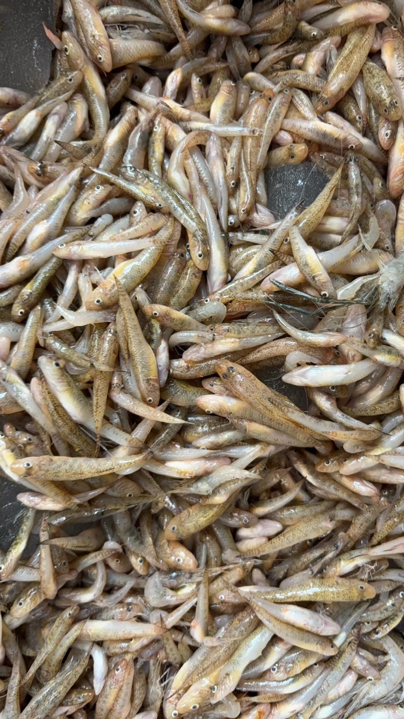优质淡水小黄鱼黄花鱼，量大质优，价格优惠，欢迎咨询采购