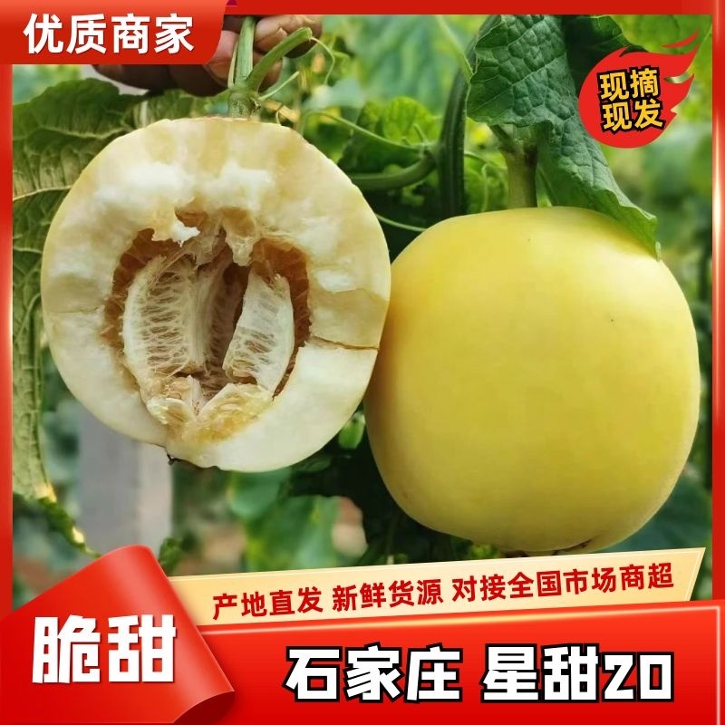 河北甜瓜星甜20大量上现摘现发清脆爽口香甜品质保证