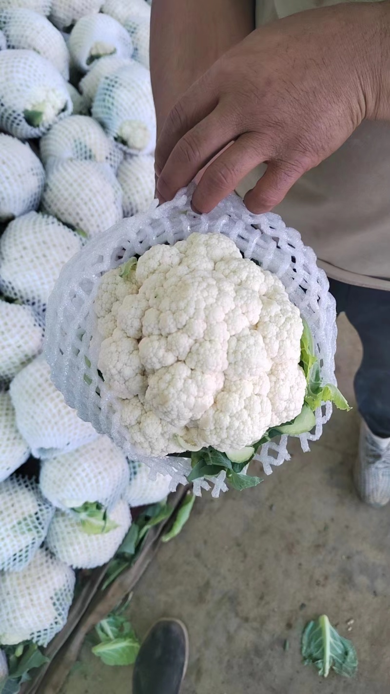 热卖精品有机菜花保值保量全国可发货欢迎致电