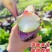 正宗武汉洪山菜苔种籽早熟秋冬菜籽菜种四季菜心南方冬季